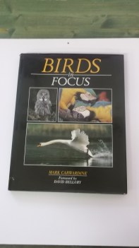 birds in focus
