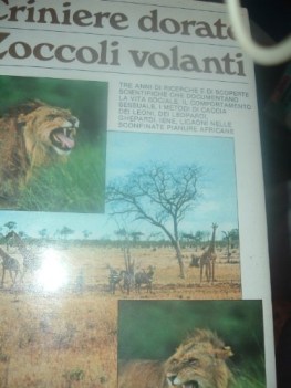 criniere dorate zoccoli volanti